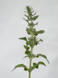 Stachys germanica. Верхушка цветущего растения. Республика Молдова, пригород Кишинёва. 23 июня 2010 г.