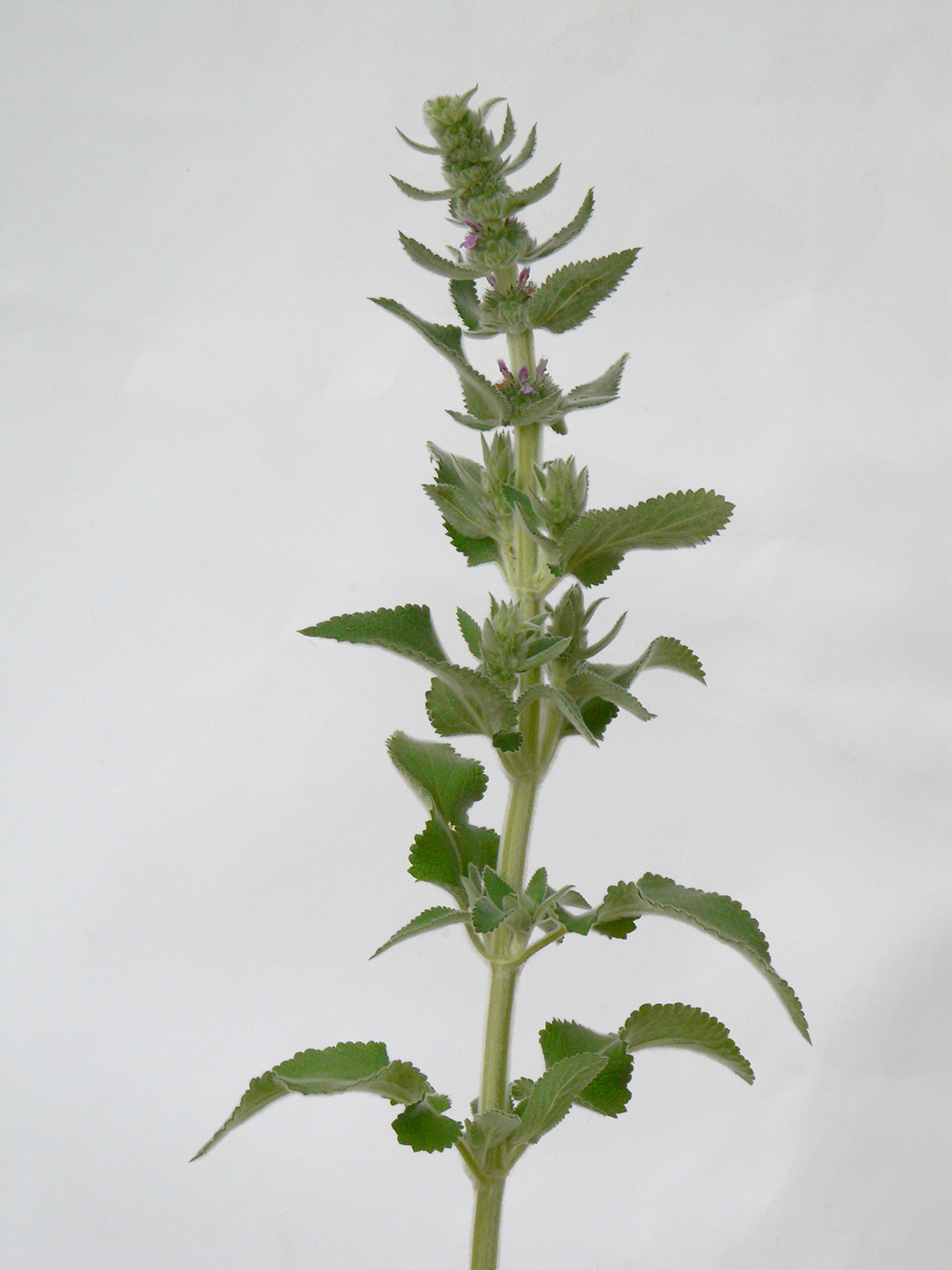 Image of Stachys germanica specimen.