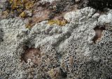 Lecanora muralis