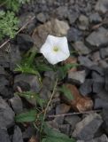 Convolvulus arvensis. Цветок. Чечня, Шаройский р-н, долина р. Цесиахк, рядом с водопадом Цеси, берег реки, щебнистая россыпь. 11 августа 2023 г.