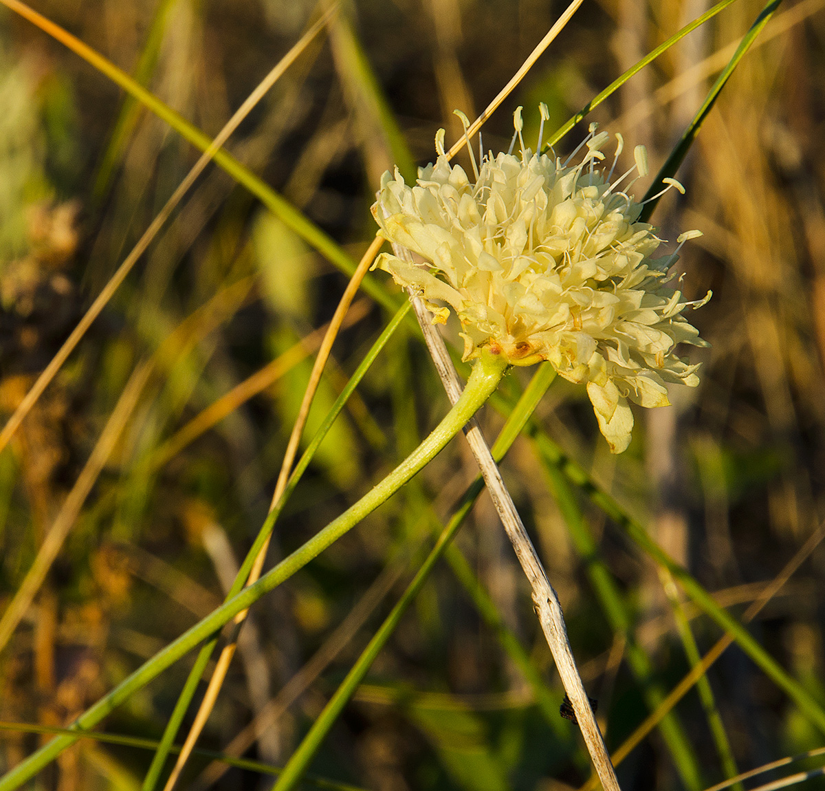 Image of Cephalaria uralensis specimen.