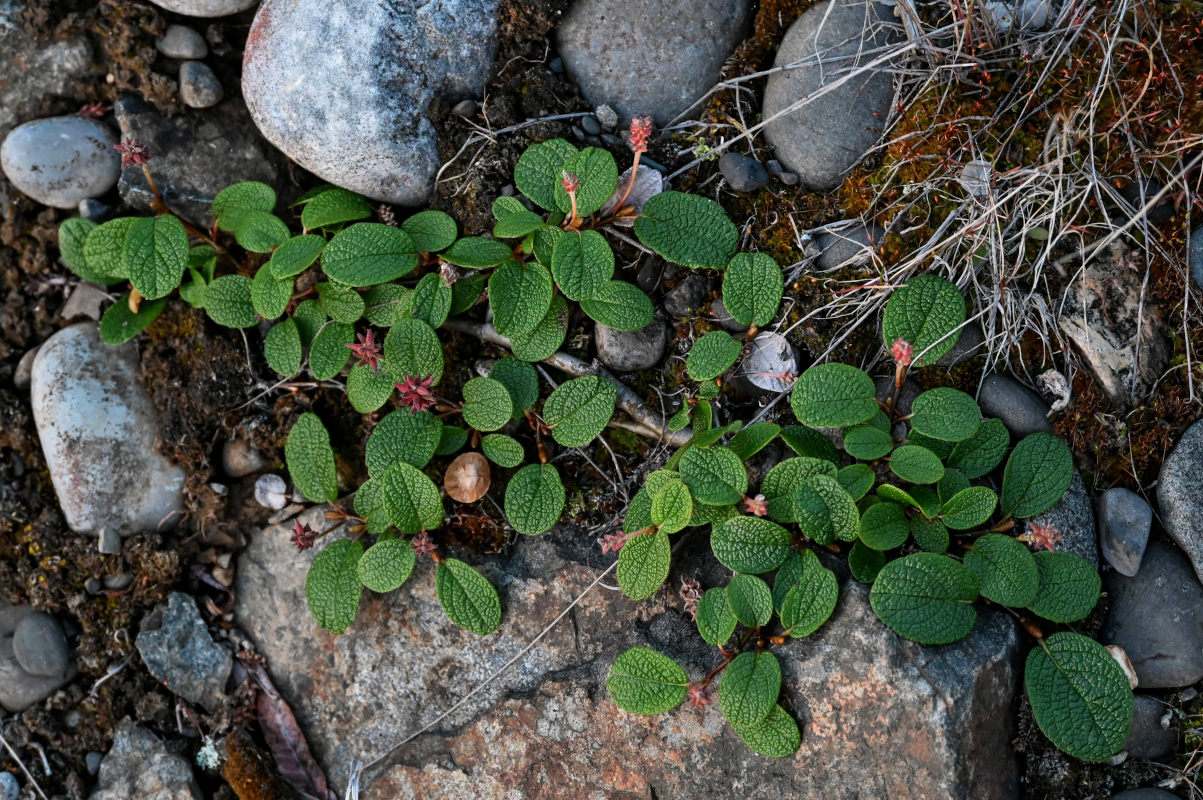 Изображение особи Salix reticulata.