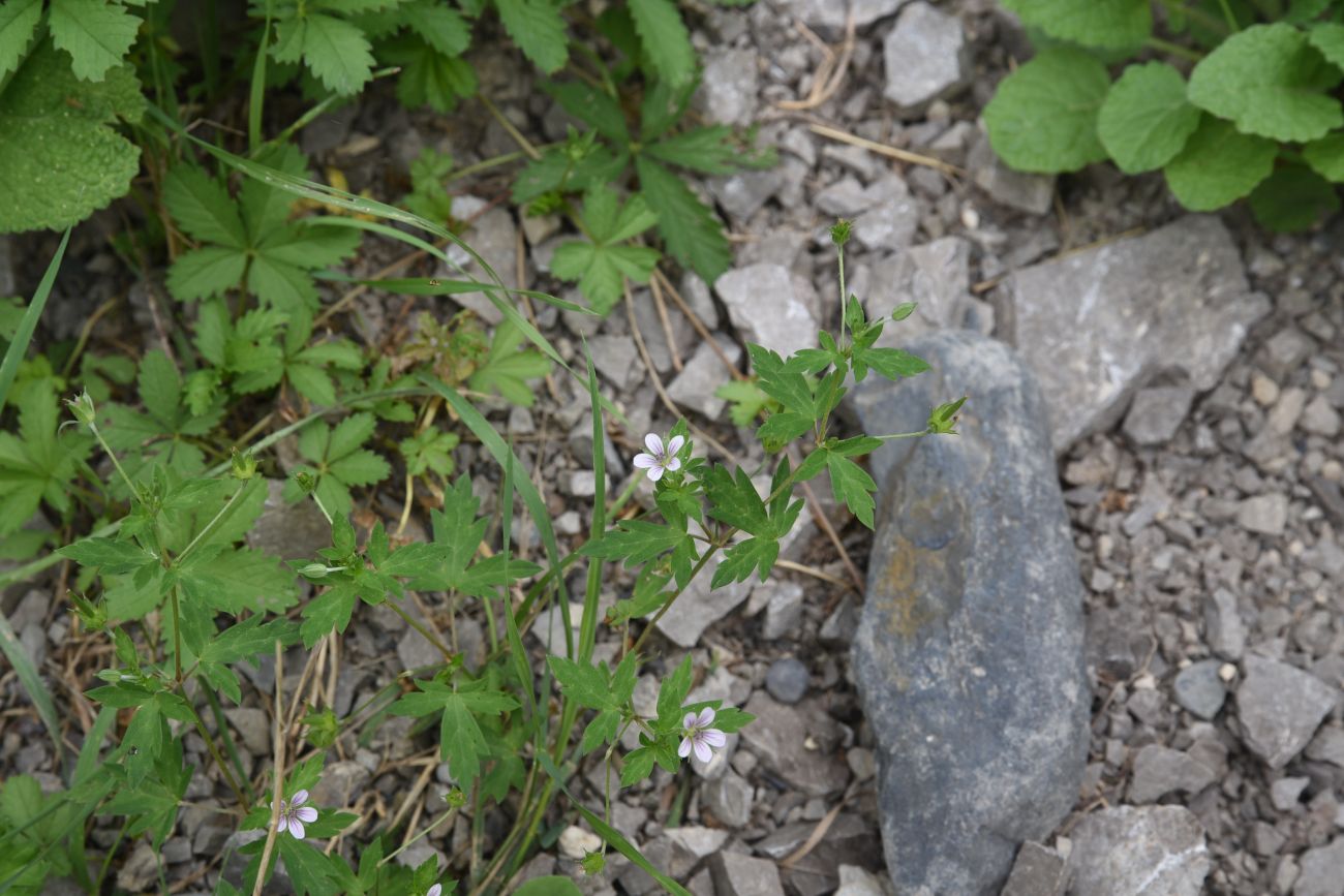 Изображение особи Geranium sibiricum.