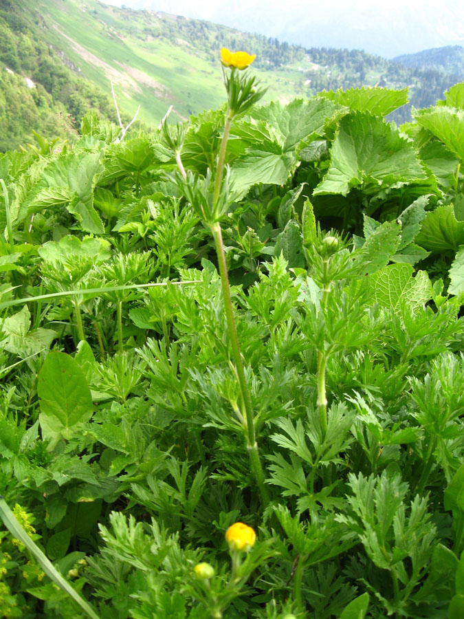 Image of Ranunculus caucasicus specimen.