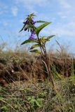 Campanula rapunculoides. Цветущее и плодоносящее растение на кромке обрыва. Новгородская обл., геологический памятник \"Ильменский глинт\", окр. дер. Ретлё, побережье оз. Ильмень, суходольный луг на бровке известнякового обрыва. 25.07.2023.