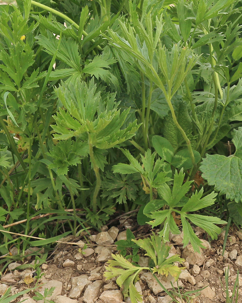 Image of Ranunculus raddeanus specimen.