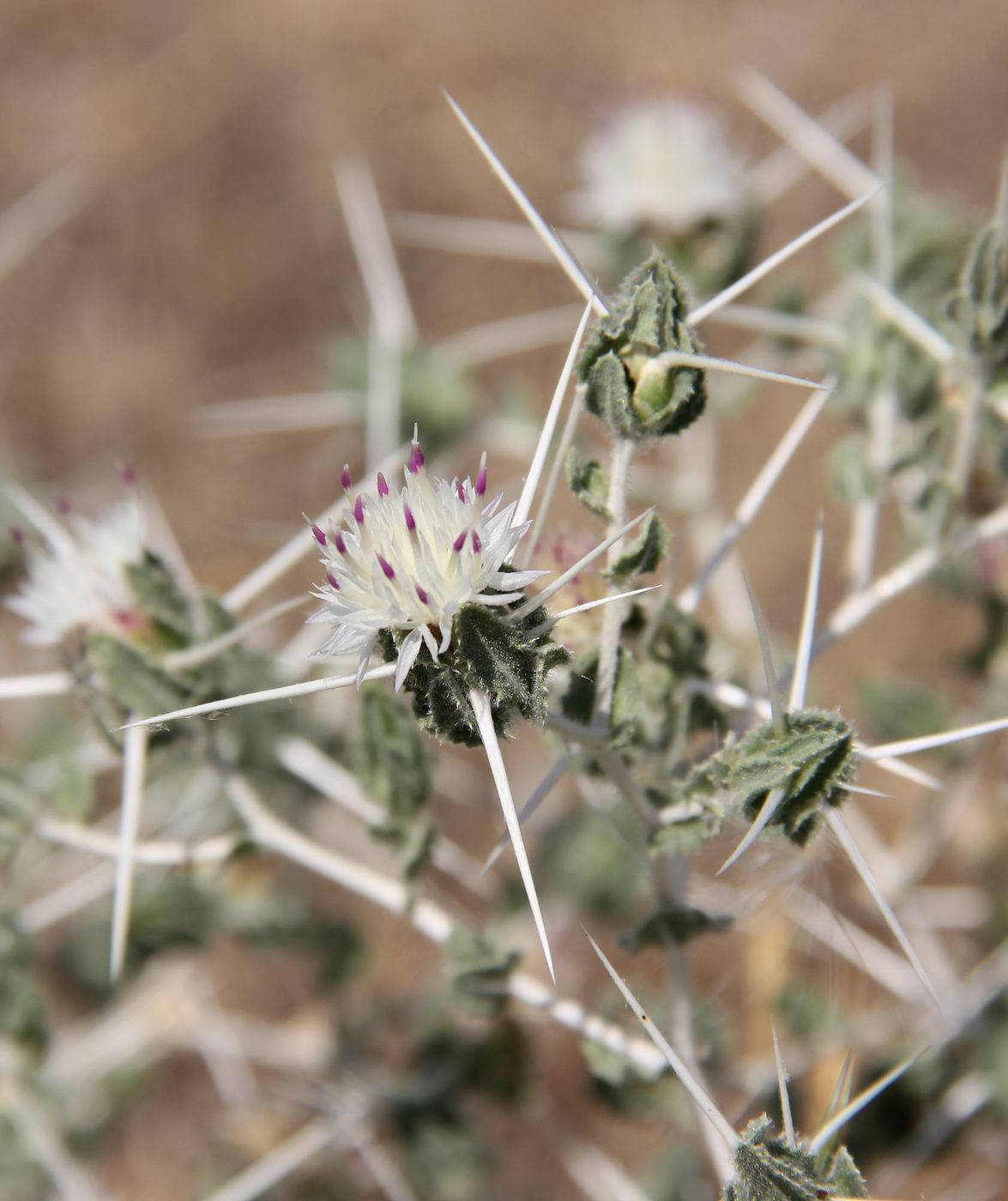 Image of Centaurea belangeriana specimen.