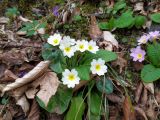 Primula vulgaris. Цветущее растение. Краснодарский край, г/о Сочи, Хостинский р-н, окр. с. Измайловка, долина р. Дикарька, широколиственный лес. 05.03.2024.