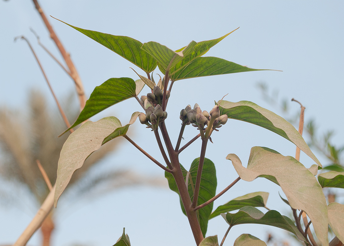 Image of Ipomoea carnea specimen.