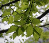 Carpinus betulus. Верхушка веточки (видна абаксиальная поверхность листьев). Абхазия, Гудаутский р-н, Рицинский реликтовый национальный парк, долина р. Юпшара, широколиственный лес. 13.04.2024.