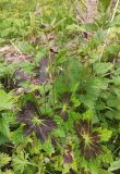 Geranium phaeum