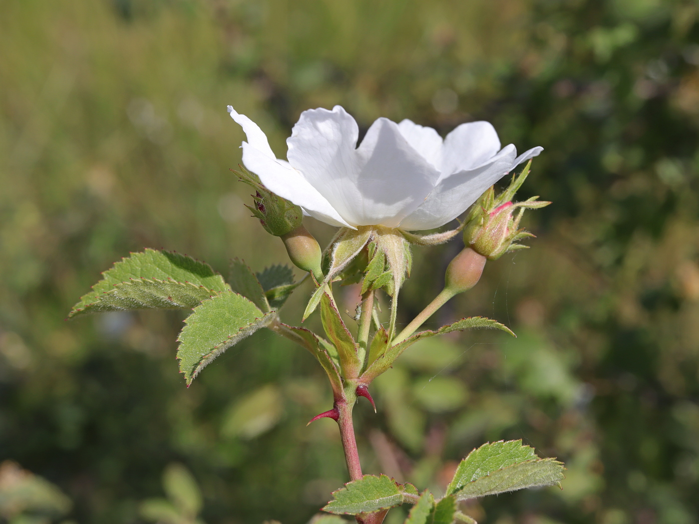 Image of Rosa tomentosa specimen.