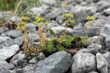 Saxifraga aizoides. Плодоносящее растение на прибрежном галечнике. Кольский п-ов, Хибины, долина р. Вудъяврйок. 09.08.2010.