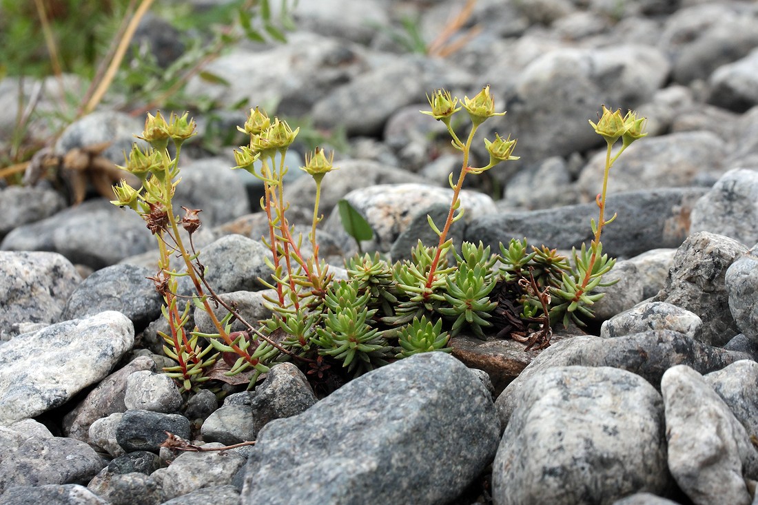 Изображение особи Saxifraga aizoides.