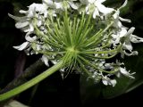 Heracleum sosnowskyi. Элементарное соцветие-зонтик (вид снизу; видны обёрточки). Ульяновская обл., Мелекесский р-н, окр. с. Куликовка, дно переходящей в затопленный овраг сырой ложбины. 25.06.2023.