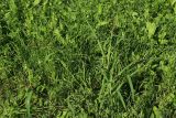 Echinochloa crus-galli