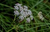Thyselium palustre