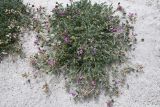 genus Oxytropis