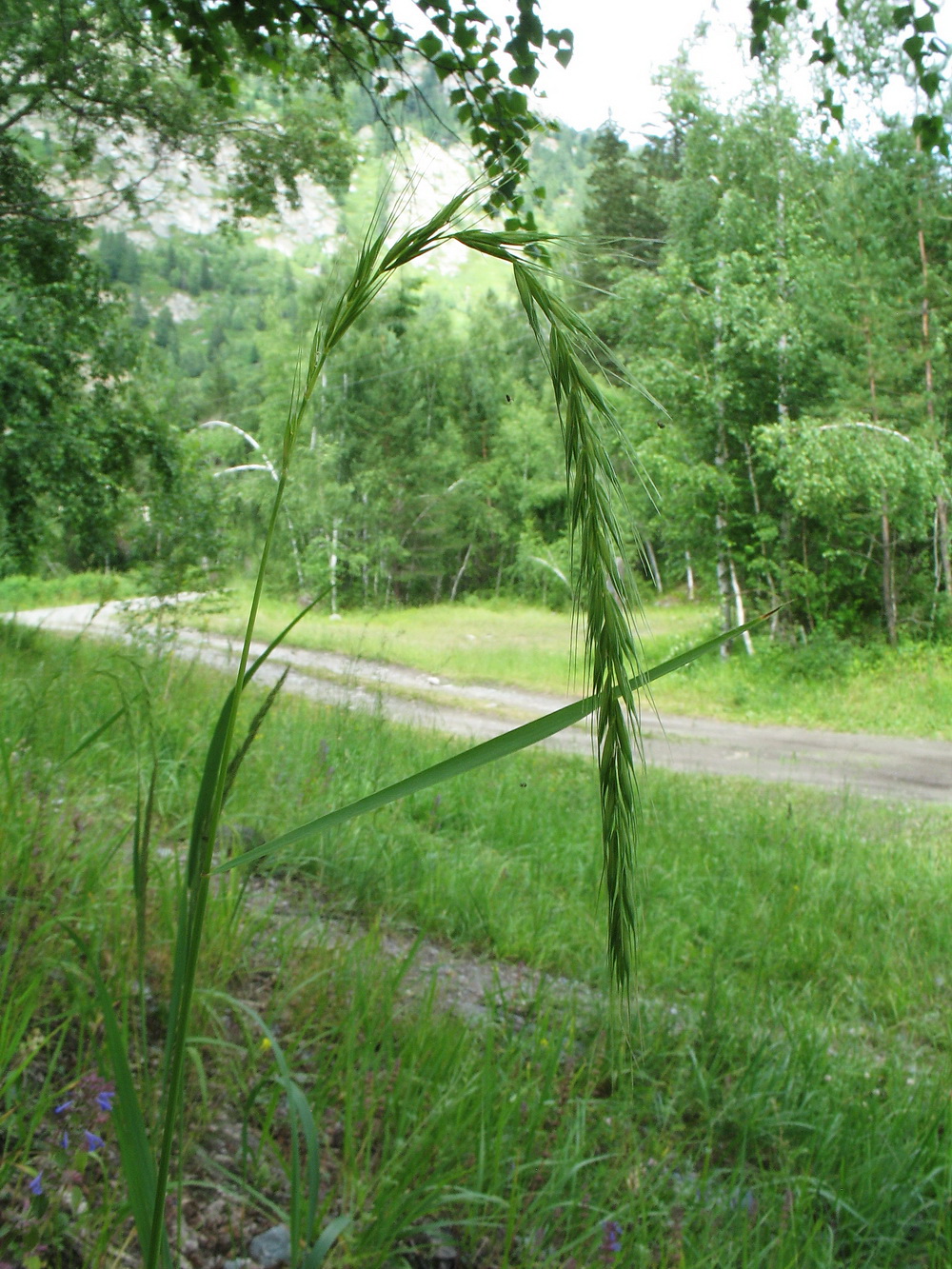 Image of Elymus sibiricus specimen.
