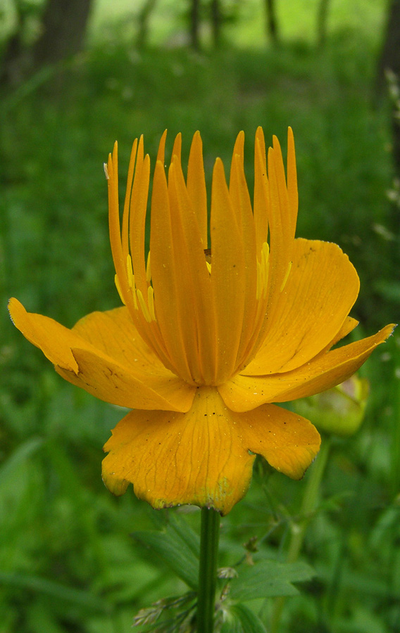 Image of Trollius macropetalus specimen.