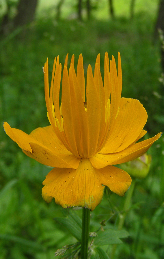 Изображение особи Trollius macropetalus.