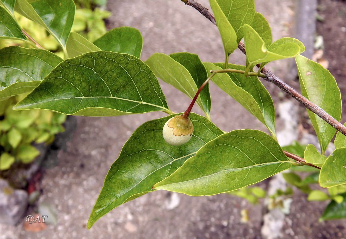 Image of Styrax officinalis specimen.