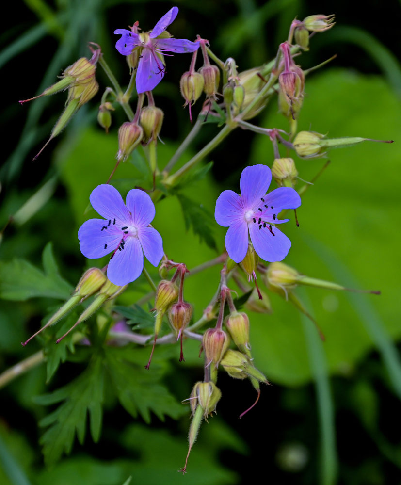 Image of Geranium pratense specimen.