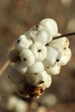 Symphoricarpos variety laevigatus