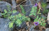Astragalus brachytropis