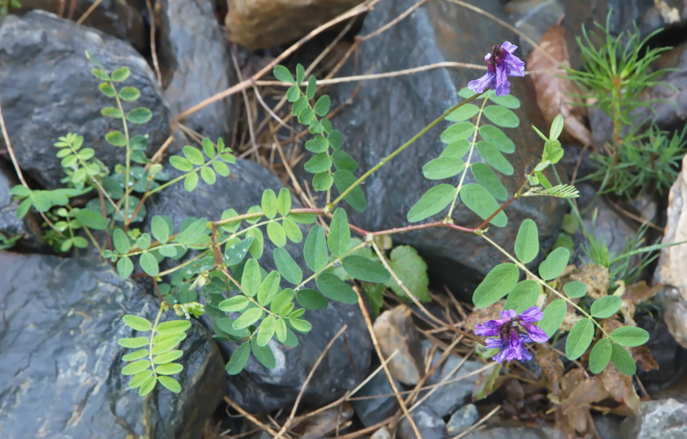 Image of Astragalus brachytropis specimen.