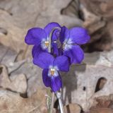 Viola dehnhardtii