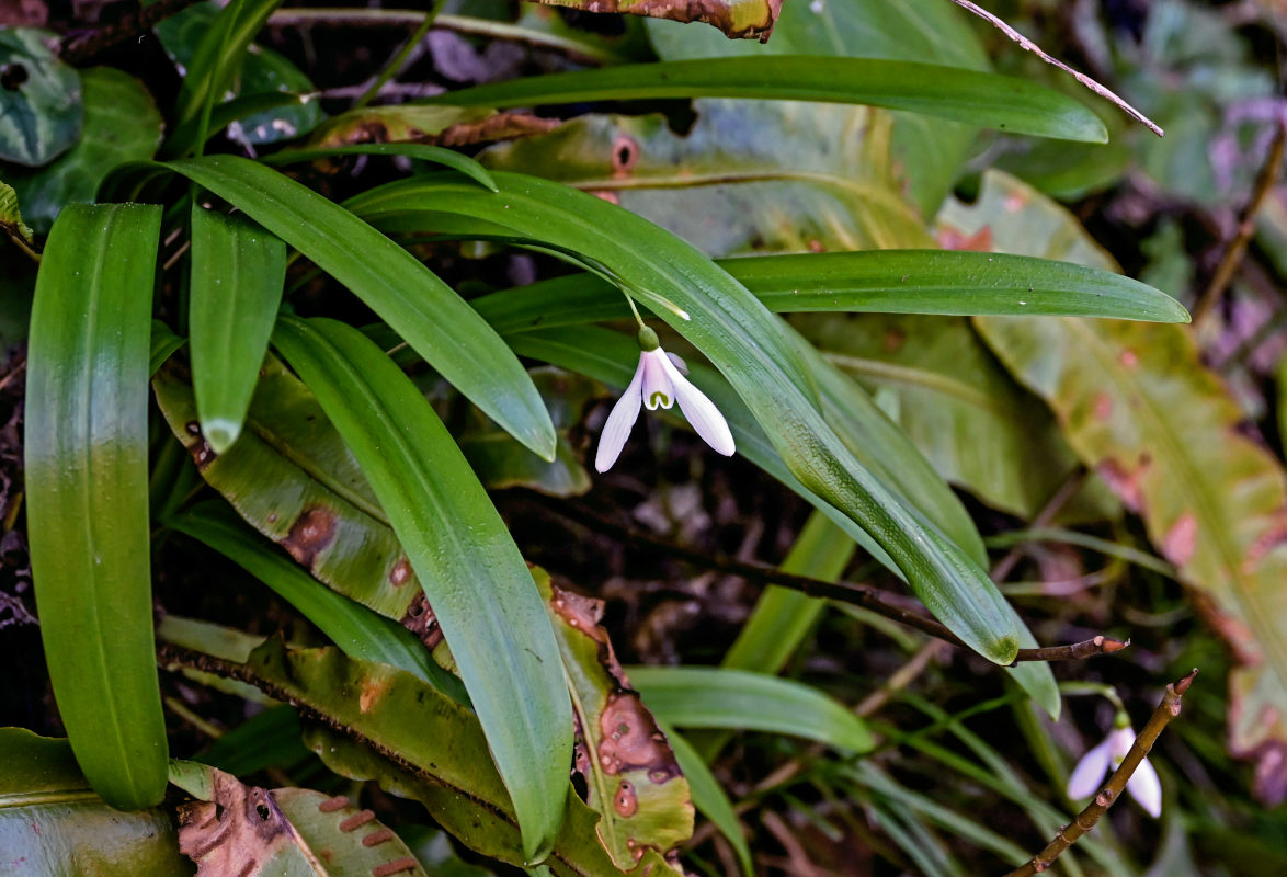 Image of Galanthus woronowii specimen.
