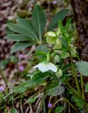 Helleborus caucasicus