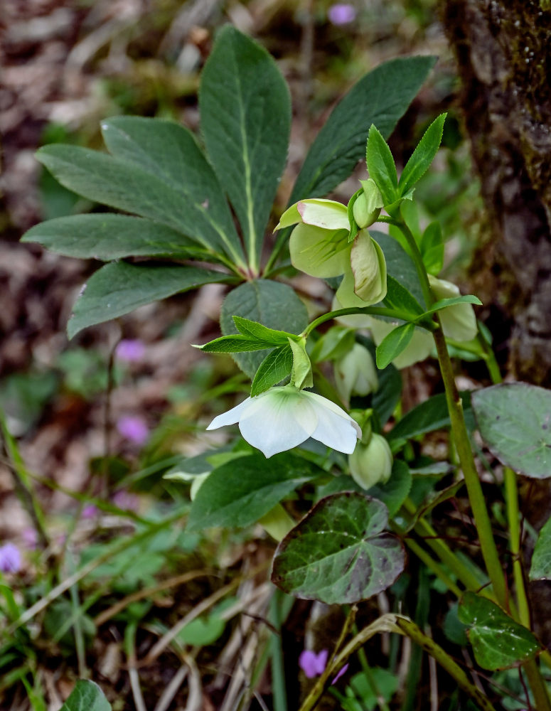 Изображение особи Helleborus caucasicus.