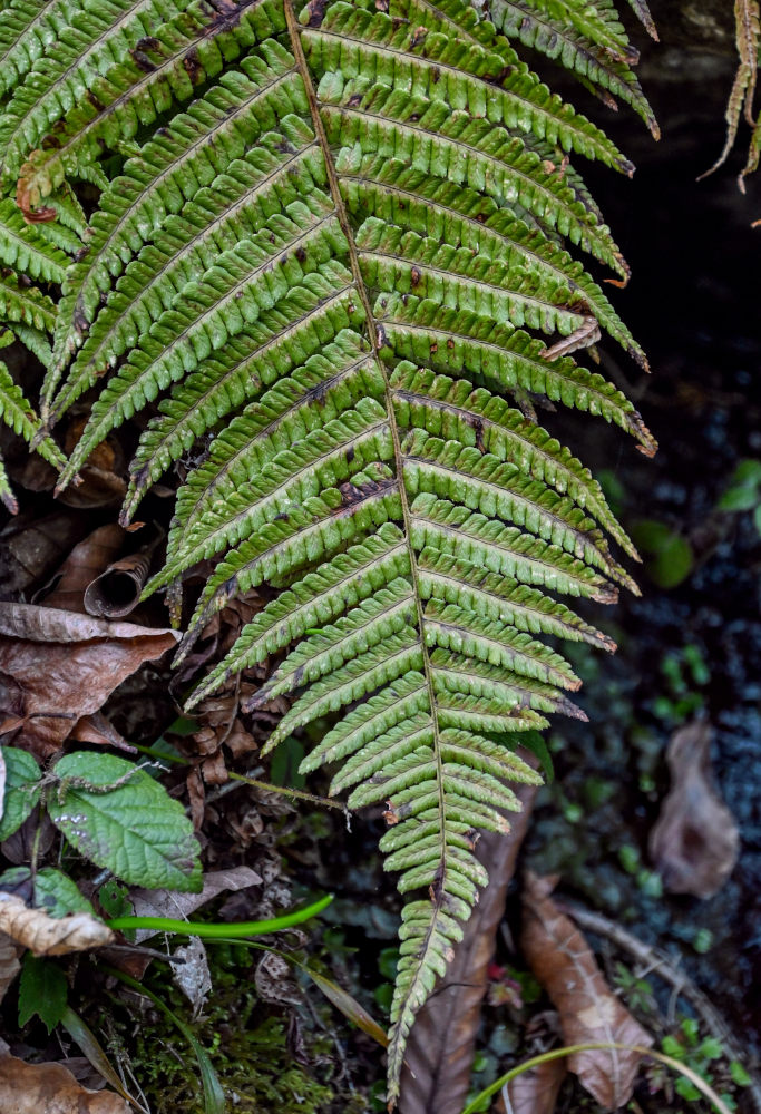 Image of Dryopteris filix-mas specimen.