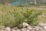 Matricaria discoidea