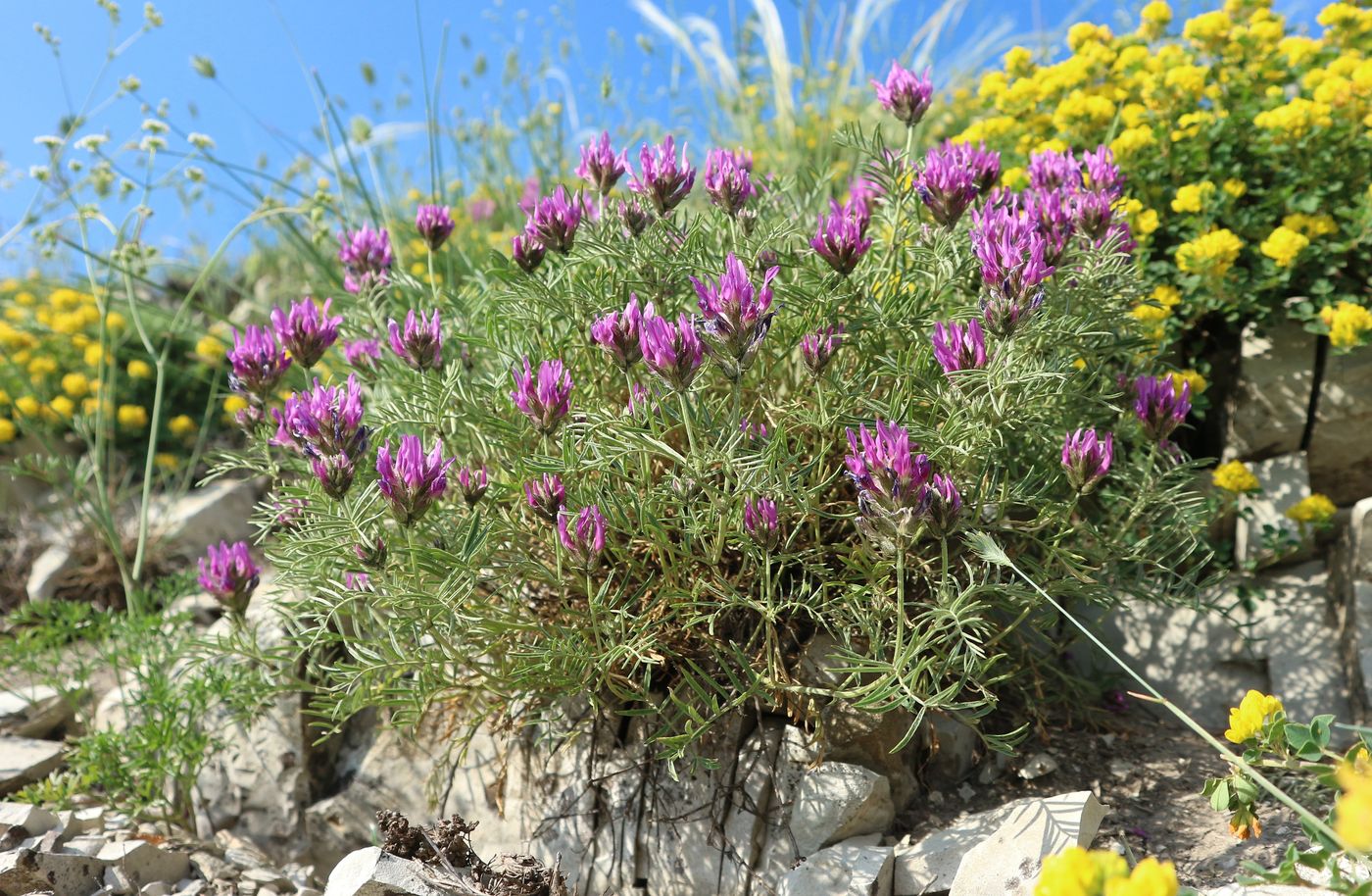 Image of Astragalus circassicus specimen.