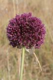 Allium atroviolaceum