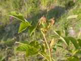 Rosa canina. Веточка с незрелыми плодами. Краснодарский край, Крымский р-н, окр. станицы Неберджаевская, дно заброшенного карьера, на обломках мергеля. 06.06.2025.