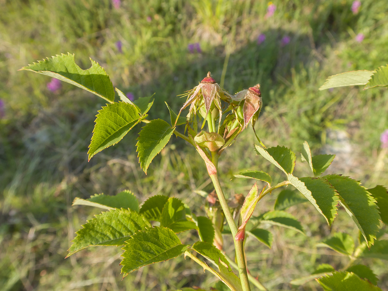 Image of Rosa canina specimen.