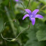 Campanula patula