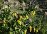 род Berberis