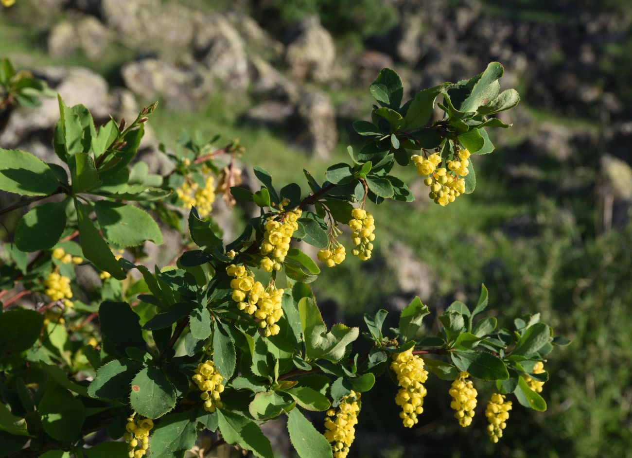 Image of genus Berberis specimen.