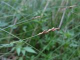 Carex canescens