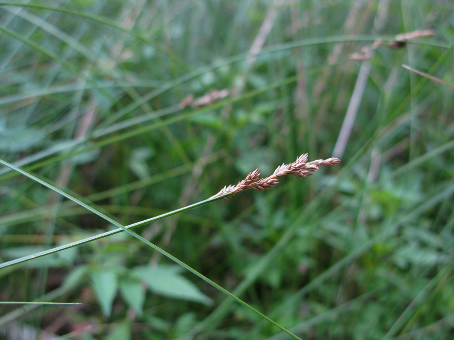 Изображение особи Carex canescens.