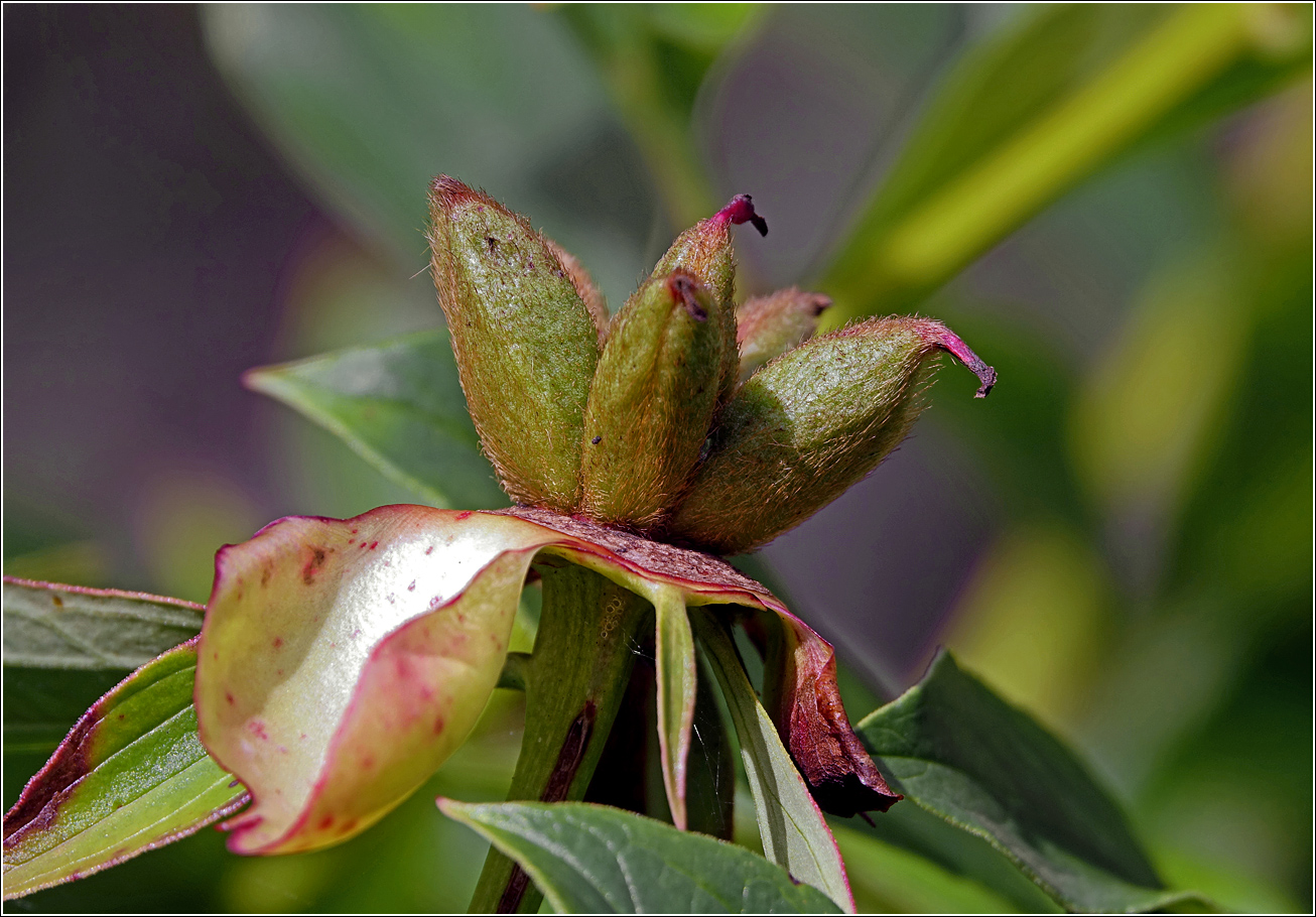 Изображение особи Paeonia lactiflora.
