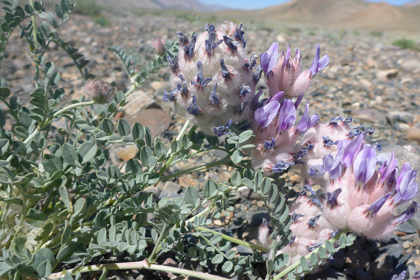 Изображение особи Astragalus nivalis.