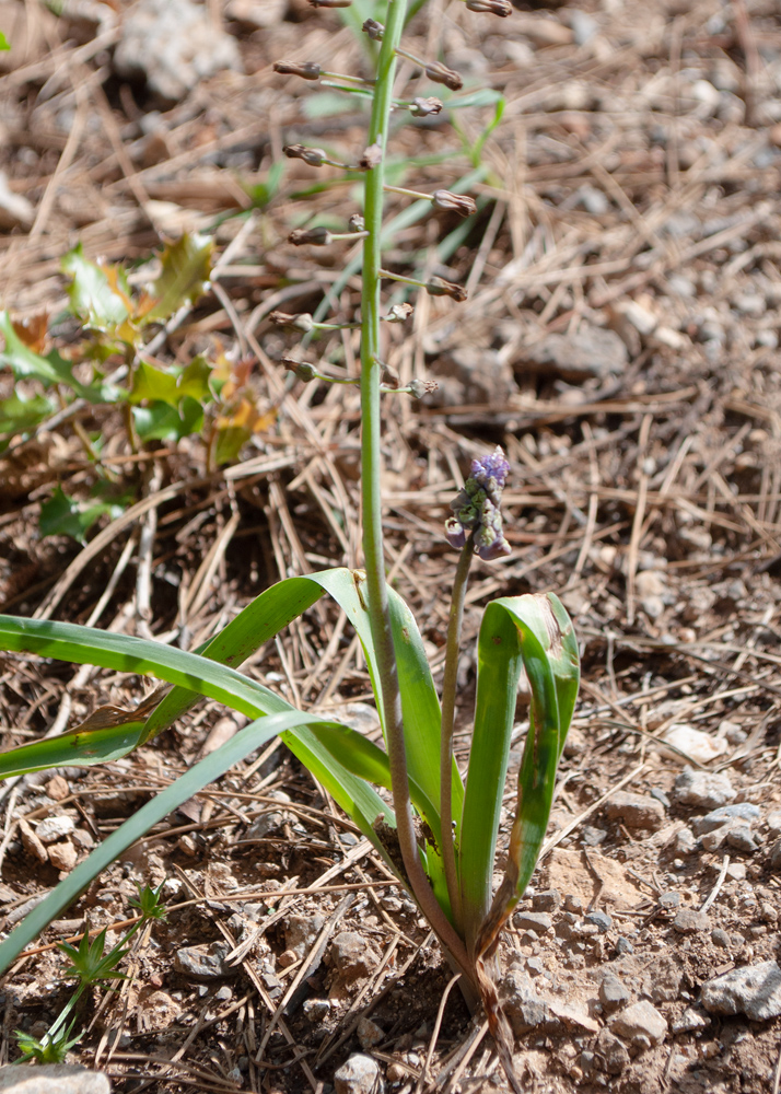 Image of Leopoldia comosa specimen.