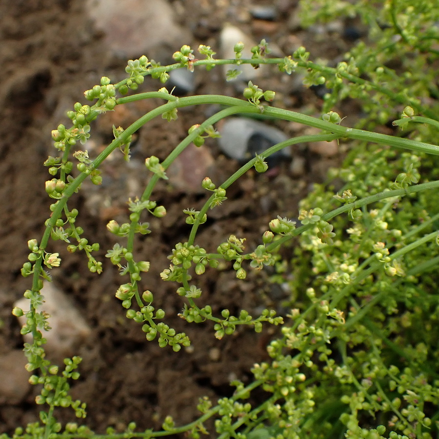 Изображение особи Rumex acetosella.