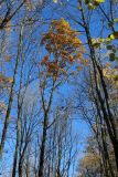 Quercus robur. Верхняя часть выросшего в густом древостое дерева с листвой в осенней окраске. Санкт-Петербург, Дудергофские высоты, Ореховая гора, широколиственный лес с преобладанием Acer platanoides и Corylus avellana. 18.10.2025.